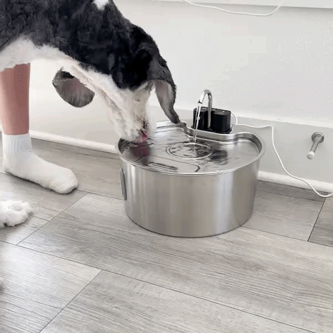 Happy hydrated dog