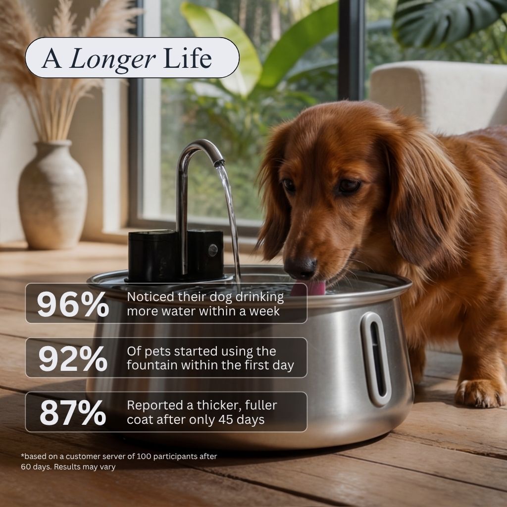 Origins™ Filtered Pet Fountain - Good Origins
